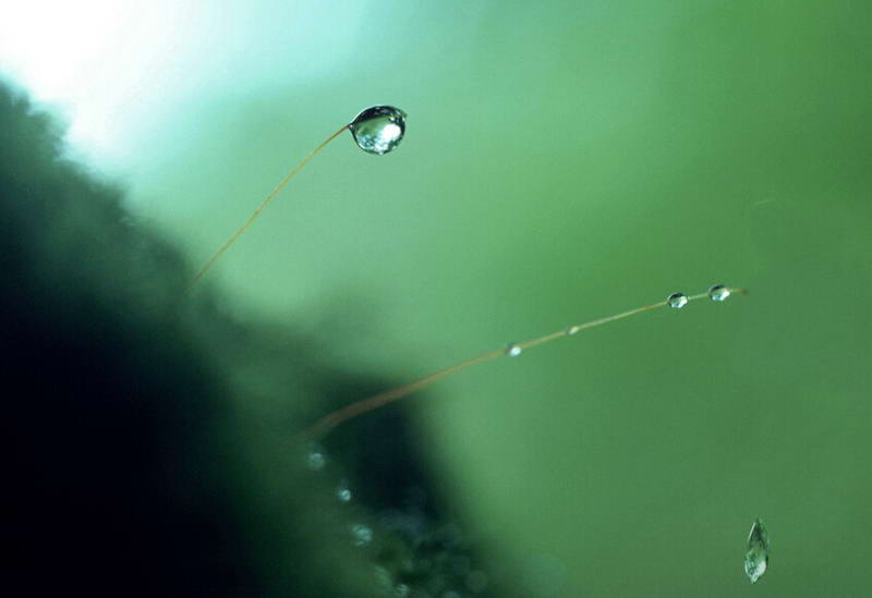 露水动态桌面