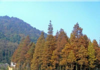 黄石西塞山天气,湖北黄石西塞山天气预报查询