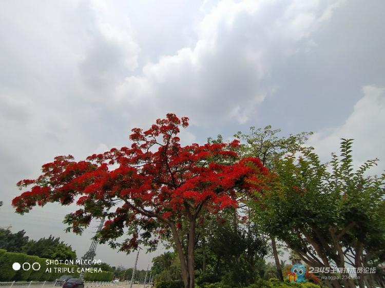 【芒种计划】当下广州的凤凰树正开得灿烂,红艳如火。